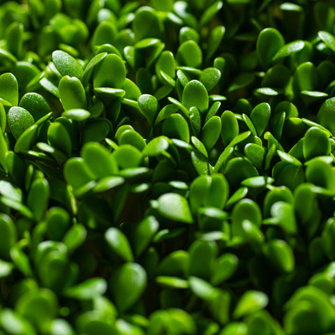 Legeldle Bíborhere Mikrozöld Mag