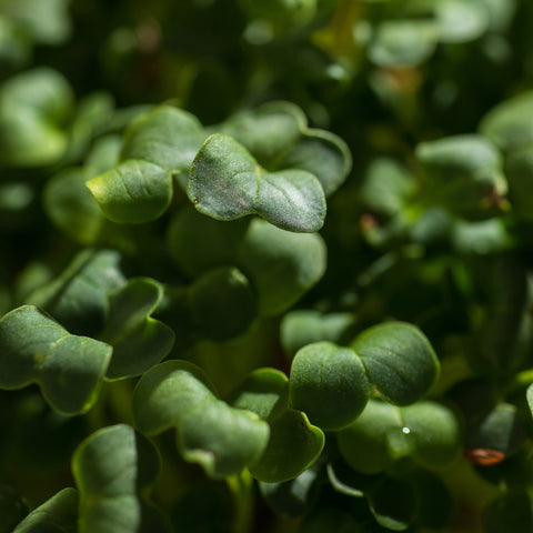 Legeldle Daikon Retek Mikrozöld Mag