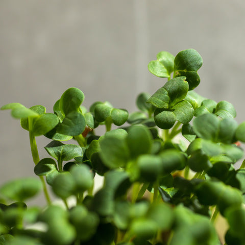 Legeldle Daikon Retek Mikrozöld Mag