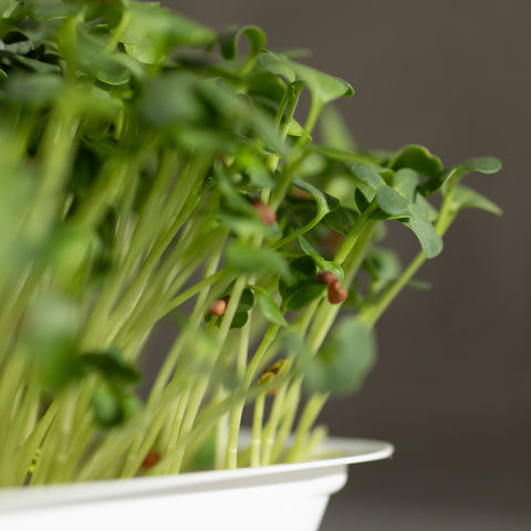 Legeldle Daikon Retek Mikrozöld Mag