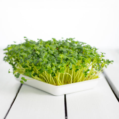 Legeldle Daikon Retek Mikrozöld Mag