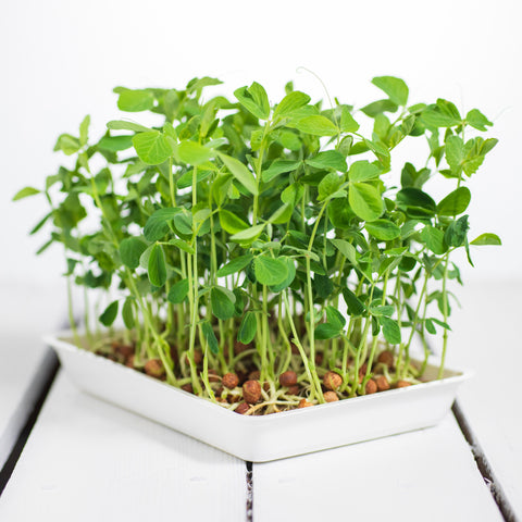Legeldle Maple Zöldborsó Mikrozöld Mag