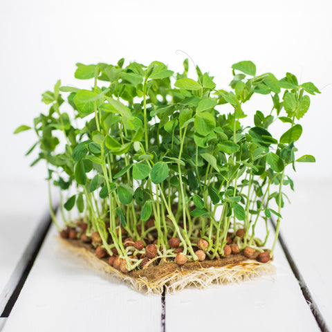 Legeldle Maple Zöldborsó Mikrozöld Mag