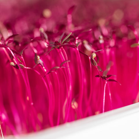 Legeldle Red Garnet Amaránt Mikrozöld Mag