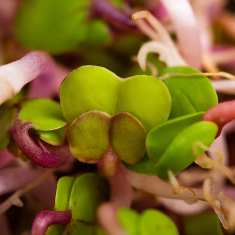 Legeldle Retek China Rose Csíra Mag