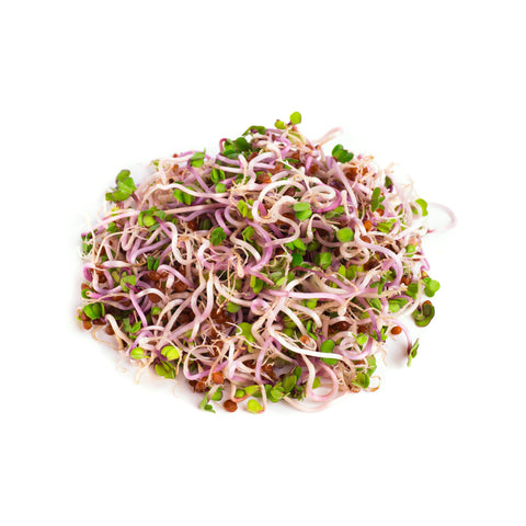 Legeldle Retek China Rose Csíra Mag