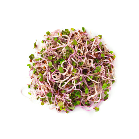 Legeldle Retek China Rose Csíra Mag