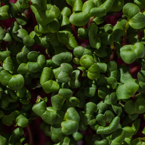Legeldle China Rose Retek Mikrozöld Mag