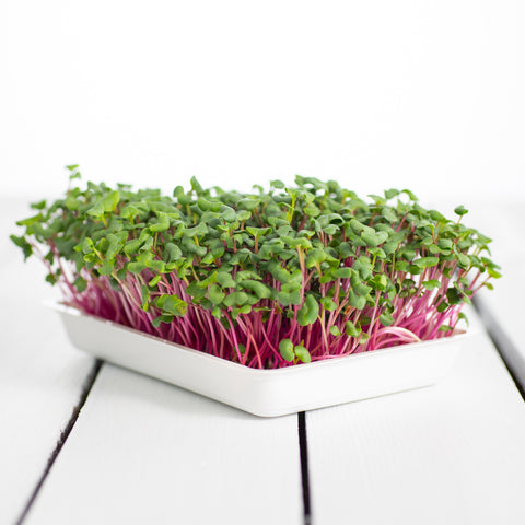 Legeldle China Rose Retek Mikrozöld Mag