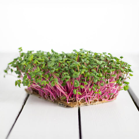 Legeldle China Rose Retek Mikrozöld Mag