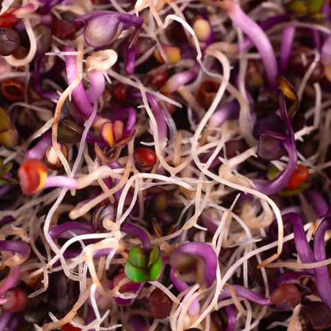 Legeldle Vöröskáposzta Csíra Mag