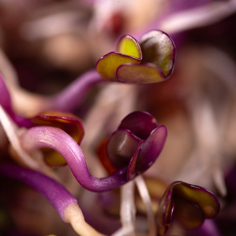 Legeldle Vöröskáposzta Csíra Mag