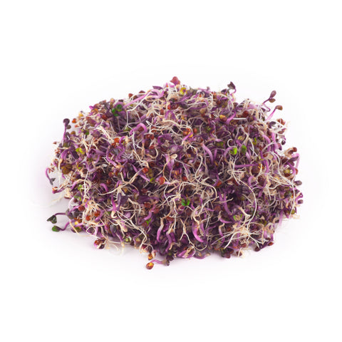 Legeldle Vöröskáposzta Csíra Mag