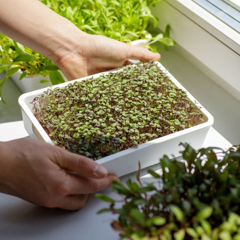 Növekvő mikrozöldek az ablakpárkányon