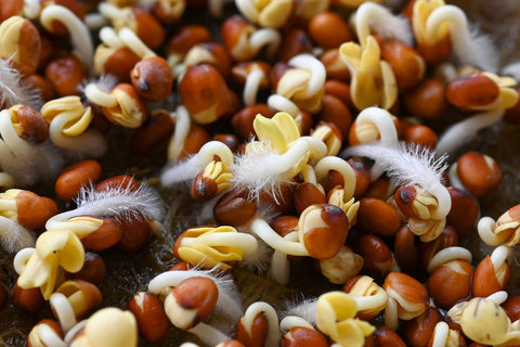 Penész vagy hajszálgyökér?