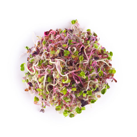 Legeldle Retek Színvarázs Csíramagkeverék