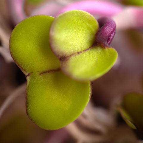 Legeldle Retek Színvarázs Csíramagkeverék