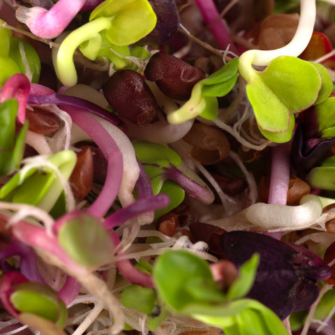 Legeldle Retek Színvarázs Csíramagkeverék