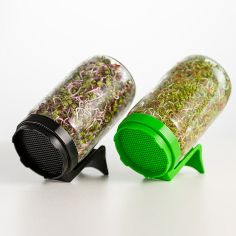 Legeldle Csíráztató Alapcsomag 2 Üvegedény és 2 Csíramag - választható