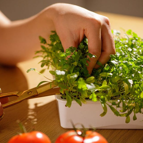 Mikrozöldek aratása ollóval