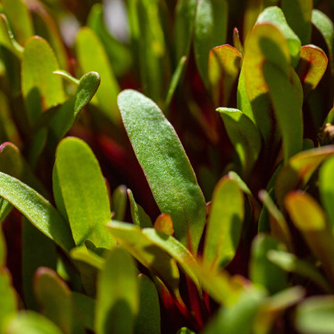Piros cékla levelei közelről.