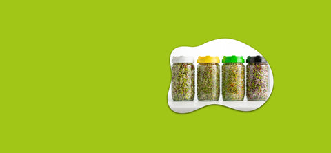 Csíráztató kezdőcsomagok