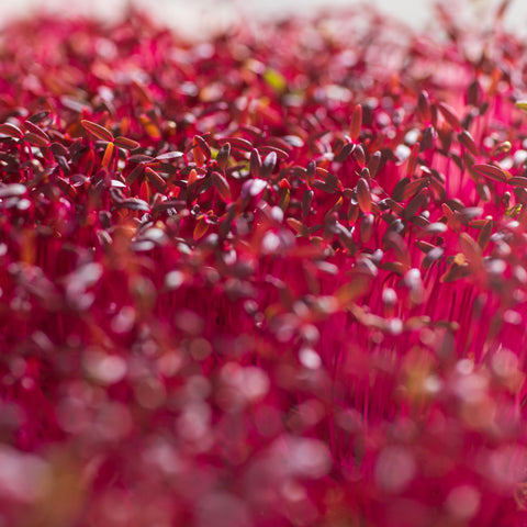 Legeldle Red Garnet Amaránt Mikrozöld Mag