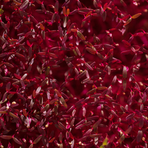 Legeldle Red Garnet Amaránt Mikrozöld Mag