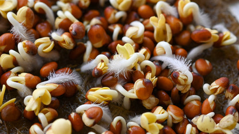 Hajszálgyökeres mikrozöld magok rostlapon