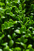 Legeldle Bíborhere Mikrozöld Mag