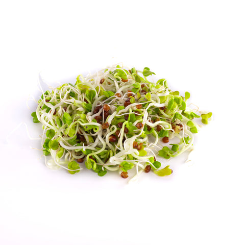 Legeldle Daikon Retek Csíra Mag