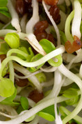 Legeldle Daikon Retek Csíra Mag