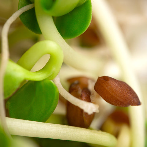 Legeldle Daikon Retek Csíra Mag