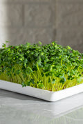Legeldle Daikon Retek Mikrozöld Mag
