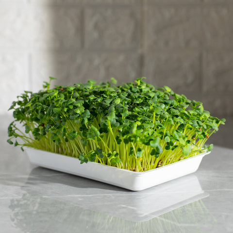 Legeldle Daikon Retek Mikrozöld Mag