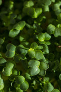 Legeldle Daikon Retek Mikrozöld Mag