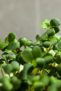 Legeldle Daikon Retek Mikrozöld Mag