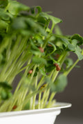 Legeldle Daikon Retek Mikrozöld Mag