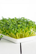 Legeldle Daikon Retek Mikrozöld Mag