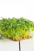 Legeldle Daikon Retek Mikrozöld Mag