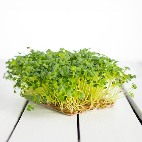 Legeldle Daikon Retek Mikrozöld Mag