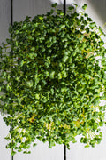 Legeldle Daikon Retek Mikrozöld Mag