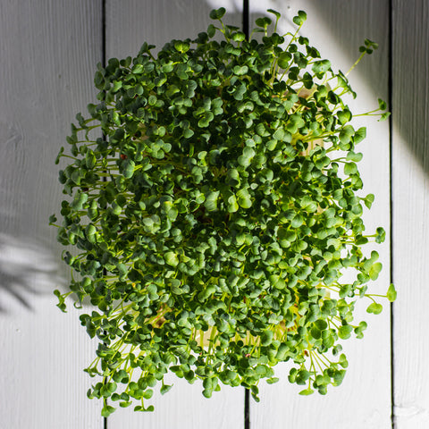Legeldle Daikon Retek Mikrozöld Mag