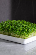 Legeldle Fehér Pak Choi Mikrozöld Mag
