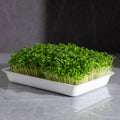 Legeldle Fehér Pak Choi Mikrozöld Mag