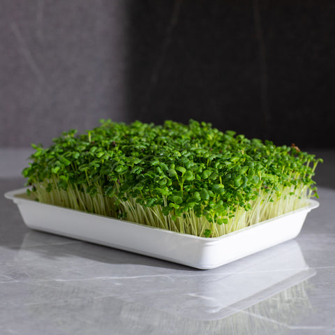 Legeldle Fehér Pak Choi Mikrozöld Mag