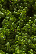 Legeldle Fehér Pak Choi Mikrozöld Mag