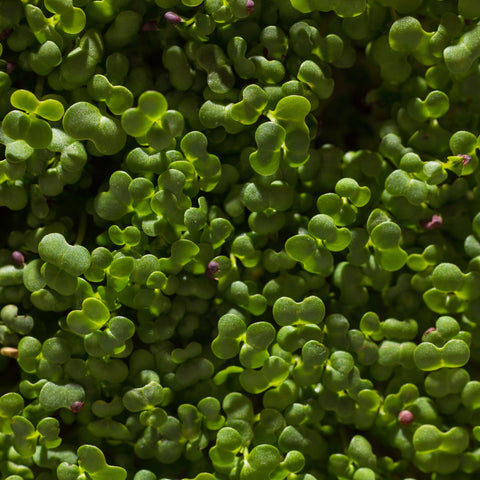 Legeldle Fehér Pak Choi Mikrozöld Mag