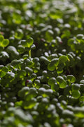 Legeldle Fehér Pak Choi Mikrozöld Mag