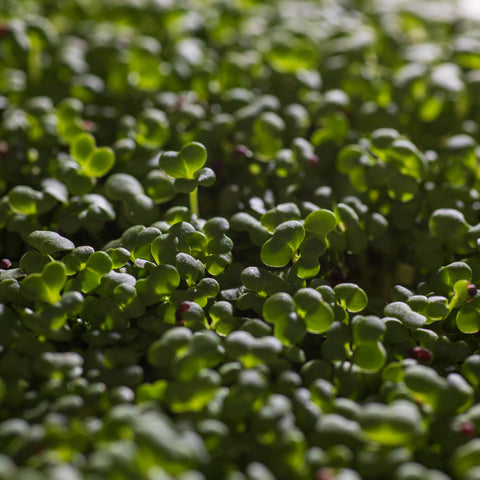 Legeldle Fehér Pak Choi Mikrozöld Mag